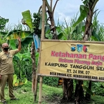 Drs. Manon Kusiroto, Perangkat Desa Dukuh didampingi BPD Dukuh Alan Shalahuddin saat menunjukkan buah pisang raja yang sudah siap dipanen. foto: MUJI HARJITA/ BANGSAONLINE