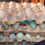 Foto: Sulthon/Bangsaonline.