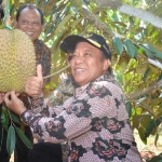 Bupati Fadeli saat melihat langsung budidaya durian di Desa Sugihan Solokuro Lamongan.