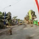 Kondisi jalan di Desa Karangrejo, Kecamatan Garum, yang ditanami pohon pisang oleh warga.