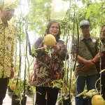 Pj Wali Kota Kediri saat memetik melon hasil budidaya di Pusat Pelatihan Pertanian dan Perdesaan Swadaya (P4S) Langgeng Mazaya. Foto: Ist