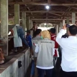 Peninjauan ternak yang berlangsung di Nusantara Farm, Pamekasan.