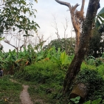 Pohon besar di hutan sekitar Gunung Gede Dusun Laharpang, Desa Puncu, Kecamatan Puncu, Kabupaten Kediri yang sengaja ditebang atau dimatikan untuk ditanami tanaman pisang dan tanaman produktif lainnya. (foto: ist)