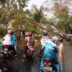 Angin ribut yang menerjang Bojonegoro juga merobohkan belasan pohon besar yang berada di sepanjang jalan protokol.