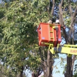Petugas saat melaksanakan pemotongan pohon. (foto: ist)