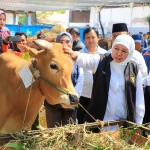 Gubernur Jatim terpilih, Khofifah Indar Parawansa, saat melakukan pemantauan langsung di salah satu ternak warga. Foto: Ist.