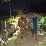 Barang bukti berupa sapi yang diamankan saat hendak dicuri pelaku.