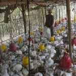 Peternakan ayam di Rembang Pasuruan.