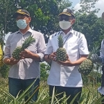 Gubernur Jatim, Khofifah Indar Parawansa (kanan), saat ikut memetik nanas di Kecamatan Ngancar, Kabupaten Kediri. Foto: Ist