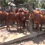 Sapi-sapi yang dipajang di pasar hewan Dimoro, Blitar.