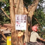 Poster ajakan coblos kotak kosong terpasang di pohon besar di Desa Kembangan, Kebomas. Foto: SYUHUD/ BANGSAONLINE.com