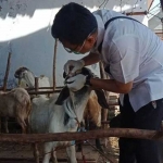 Tenaga medis dari Pemkab Sumenep saat melakukan pengecekan kesehatan hewan kurban. Foto: Dok. Pemkab Sumenep.