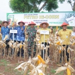 Panen raya jagung dengan pupuk Petro Hi-Corn dan NPK Plus di Desa Wotan, Panceng. foto: SYUHUD/ BANGSAONLINE