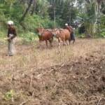 COCOK TANAM: Salah satu petani asal kecamatan ganding sedang bercocok tanam menggunakan alat tradisional. (Faisal/BangsaOnline.com)