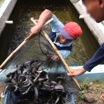 Warga pinaan pemasyarakatan Lapas I Madiun ketika memanen ikan lele. Foto: Dok. Humas Lapas I Madiun