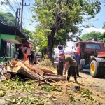 Penebangan pohon kropon di Jalan Raya Bangil, Senin (10/4/2023).