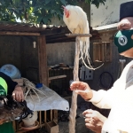 POTENSI: Bambang Haryo Soekartono (BHS) mengunjungi usaha ternak ayam hias di Desa Entalsewu, Buduran, Kamis (27/8). foto: MUSTAIN/ BANGSAONLINE