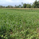 Lahan pertanian di Kota Probolinggo.