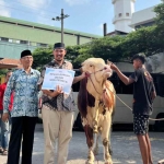 Sapi Kurban kiriman dari Wakil Presiden RI Gibran Rakabuming Raka. (Ist)