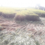 Tanaman padi yang terkena seranagn hama wereng.