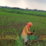 Petani di Desa Taman, Kecamatan Jrengik, Kabupaten Sampang, saat bercocok tanam di sawahnya. Foto: MUTAMMIM/ BANGSAONLINE
