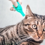 Gejala dan Cara Mengatasi Kutu Kucing. Foto: Ist
