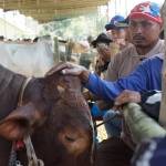 KONTES. Inilah para peserta kontes sapi beserta pemiliknya. foto : eki/bangsaonline