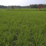 Tanaman padi hasil uji coba SRI yang tumbuh dengan baik di Desa Totosan, Kecamatan Batang-Batang, Sumenep.