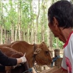 Petugas Disnakan Kabupaten Blitar melakukan vaksinasi sapi di Kecamatan Srengat.