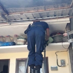 Petugas saat berusaha menurunkan kucing dari plafon. Foto: Ist