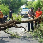 Petugas kepolisian menggergaji batang pohon yang menutupi akses jalan desa.