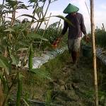 PUPUK. Petani di Bojonegoro mengaku masih kesulitan pupuk meski Disperta mengaku stok cukup hingga akhir tahun. foto : eki nurhadi/bangsaonline