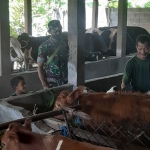 Petugas saat menyuntikkan vaksin PMK ke ternak di Prambon, Sidoarjo.