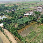 Pemkot Surabaya melalui DKPP gencar melakukan penanaman tanaman pangan di lahan-lahan kosong. 