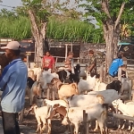 Suasana di Pasar Hewan Tikung, Lamongan, saat kembali beroperasi.