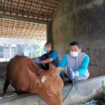 Petugas DKPP Kota Kediri saat melakukan vaksinasi pada hewan ternak sapi. Foto: Ist.