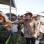 Bupati Kediri Hanindhito Himawan Pramana saat memegang salah satu sapi peserta kontes. (Ist).