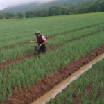 Kepala Desa Broto Erika Widi Atmoko saat menanam bawang merah di lahan sawah miliknya sendiri, Kamis (11/2/2021). (foto: ist)