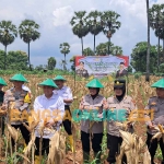 Kapolres Tuban beserta jajaran dan instansi terkait lainnya saat panen raya jagung. Foto: ACHMAD CHOIRUDIN/BANGSAONLINE