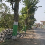 RTH di Kalirejo Kecamatan Bangil.
