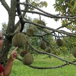 Salah satu pengunjung Republik Durian Farm.