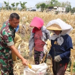 Dandim 0809/Kediri, Letkol Inf Aris Setiawan, selaku Dansatgas TMMD ke 122, saat ikut panen jagung bersama warga Desa Pagung. Foto: Ist