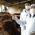 Gubernur Khofifah saat meninjau pengobatan sapi yang terkonfirmasi PMK di Desa Balongwangi, Tikung, Lamongan.