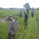 Petani di Pamekasan ketika melakukan pencegahan hama berupa tikus di sawah.