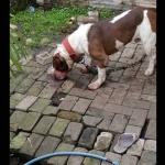 Anjing pitbull yang menggigit bocah 8 tahun hingga tewas.