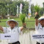 Dirut PG, Nugroho Christijanto dan Bupati Bojonegoro, Suyoto  ketika tanam perdana padi. foto: SYUHUD/ BANGSAONLINE