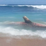 Kondisi bangkai hiu tutul sepanjang 5 meter yang terdampar di Pantai Pangi, Blitar, sebelum dievakuasi.