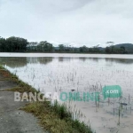 Kondisi persawahan di Kecamatan Sutojayan yang tergenang air akibat banjir.