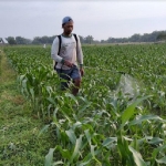 Salah satu petani saat menyemprotkan pestisida pembasmi hama ulat grayak.