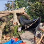 Tampak pohon trembesi yang tumbang menimpa tiga warung tenda yang ada di bawahnya. foto: Muji Harjita/BANGSAONLINE.com
